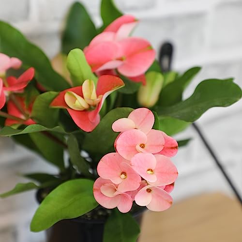 Plants for Pets Euphorbia Crown of Thorns Plant Decor, Perennial Plants Ready to Plant, Cactus Plants Live Houseplants, Outdoor Plants Live House Plants Live Plants Indoor Plants Live Houseplants by Plants for Pets - Image 2