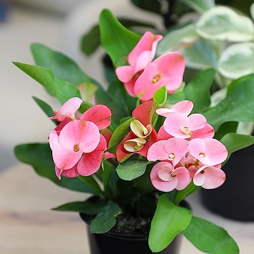 Plants for Pets Euphorbia Crown of Thorns Plant Decor, Perennial Plants Ready to Plant, Cactus Plants Live Houseplants, Outdoor Plants Live House Plants Live Plants Indoor Plants Live Houseplants by Plants for Pets - Image 4