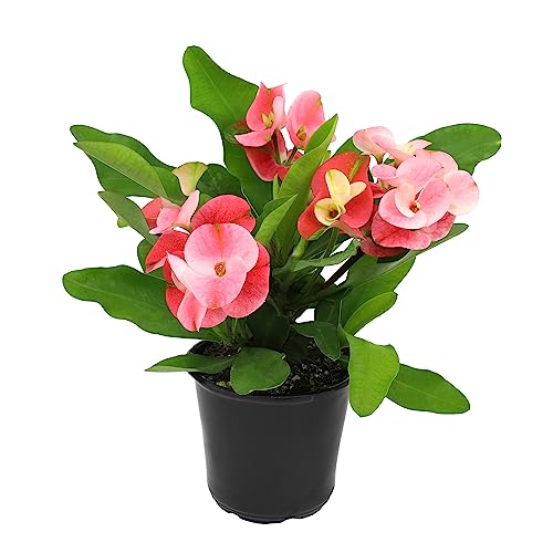 Plants for Pets Euphorbia Crown of Thorns Plant Decor, Perennial Plants Ready to Plant, Cactus Plants Live Houseplants, Outdoor Plants Live House Plants Live Plants Indoor Plants Live Houseplants by Plants for Pets - Image 1