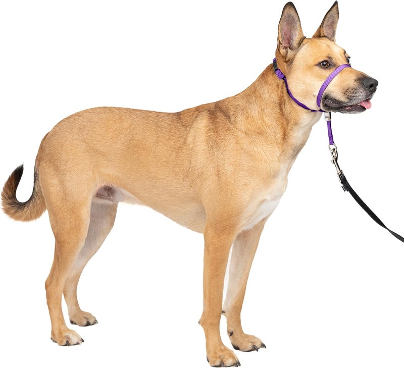 PetSafe Gentle Leader Headcollar - No-Pull Dog Collar for Leash & Harness Training - Medium, Deep Purple - Image 1