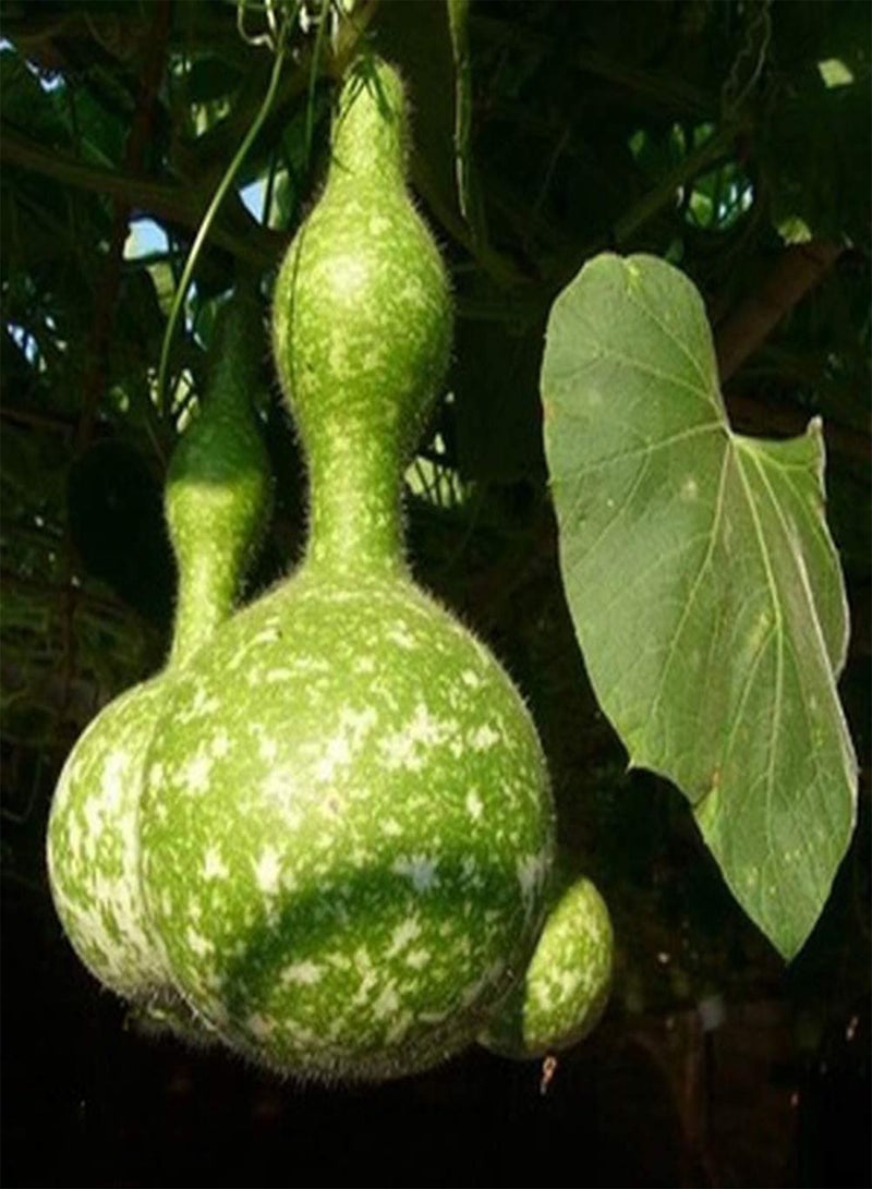 جي جوت 80 قطعة من بذور القرع الخضراء ذات الملمس الفريد، سهلة الزراعة ومناسبة للبستنة المنزلية وزراعة حصاد الخضروات الصحية في الخريف - Image 2