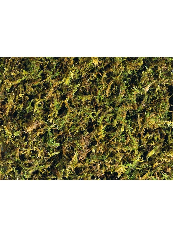 Exo Terra Exo Terra Forest Plume Moss, 7 Quarts, 2-Pack  - Image 2
