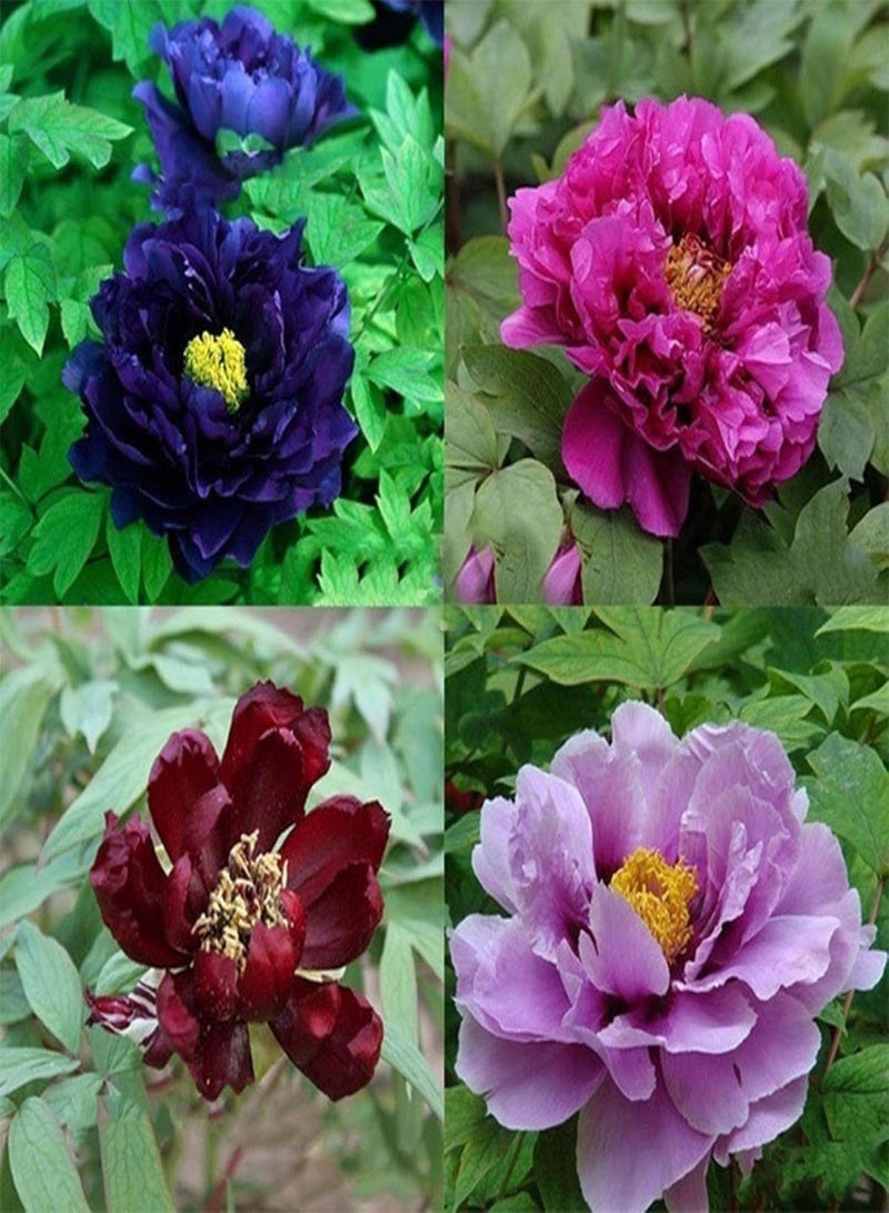 GGOOT Green Garden Flower Plants-20Pcs Various Peony Seeds Plant Balcony Garden Bonsai Flower Home Office Decor - 12# Peony Seeds - Image 3