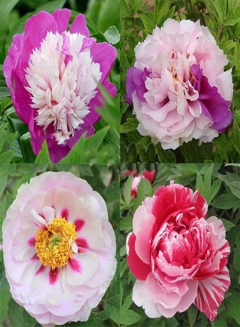 GGOOT Green Garden Flower Plants-20Pcs Various Peony Seeds Plant Balcony Garden Bonsai Flower Home Office Decor - 12# Peony Seeds - Image 5