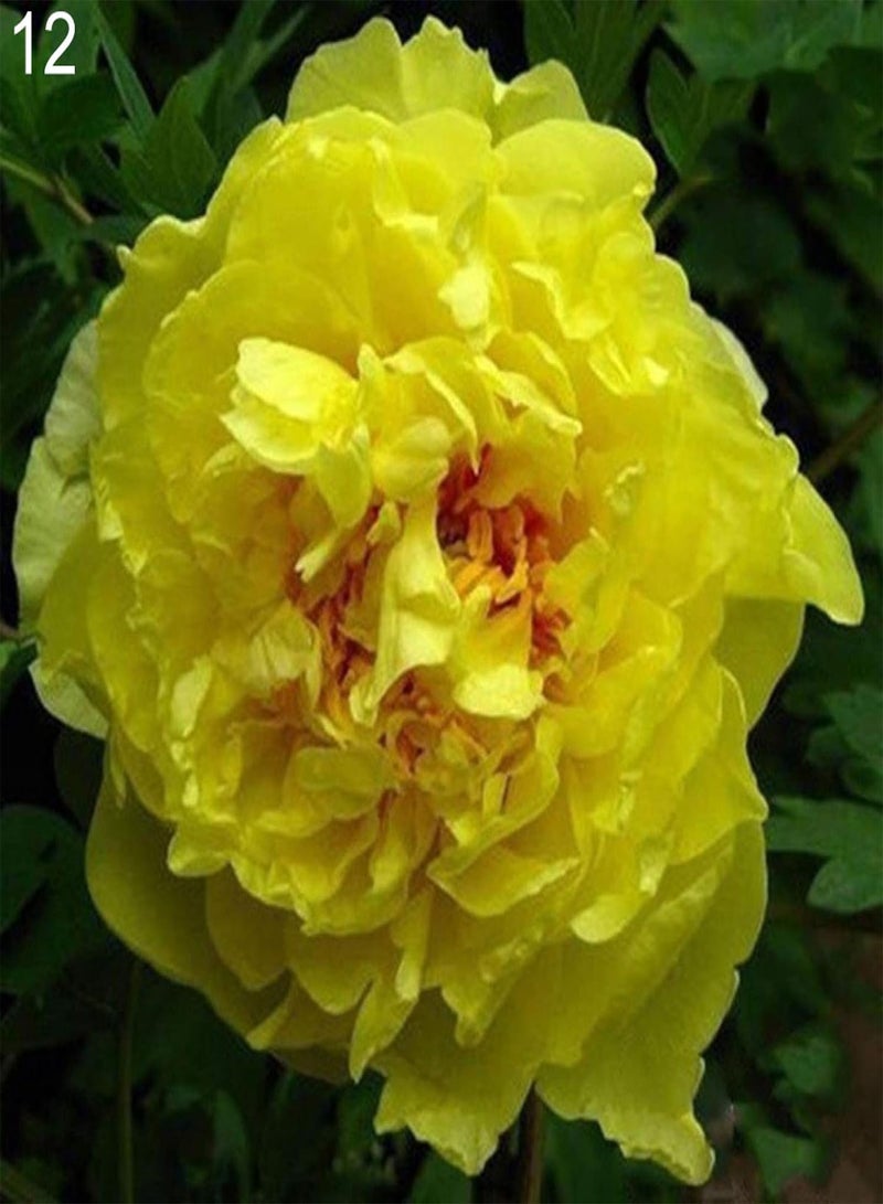 GGOOT Green Garden Flower Plants-20Pcs Various Peony Seeds Plant Balcony Garden Bonsai Flower Home Office Decor - 12# Peony Seeds - Image 1