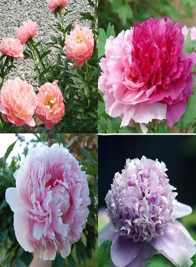 GGOOT Green Garden Flower Plants-20Pcs Various Peony Seeds Plant Balcony Garden Bonsai Flower Home Office Decor - 12# Peony Seeds - Image 4