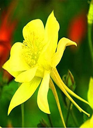 Semi di Fiori UNA ietà di Colori Aquilegia Semi di Semi di Fiori Piante Rare organici 100 Semi all'Ingrosso G25 Giallo - pzsku/ZCCF4DBF54A5E9BA8FF05Z/45/_/1740894518/f7b43f10-3c92-49de-b627-7336ff48eabe