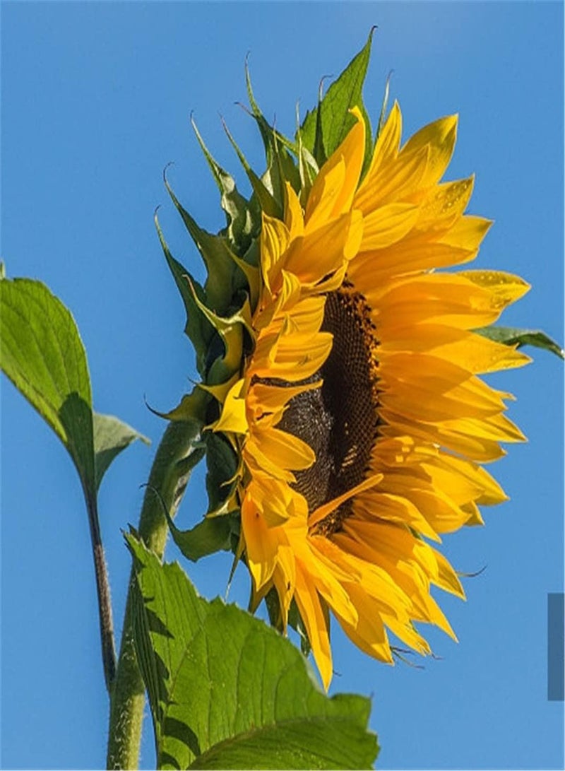 GGOOT Giant Sunflower Seeds/Seeds to Grow Kids Kit/Flower Seeds UK/Absolutely Beautiful Flower Seed/Perennial Potted Garden Plants/Heirloom Garden Seeds-100pcs - Image 3