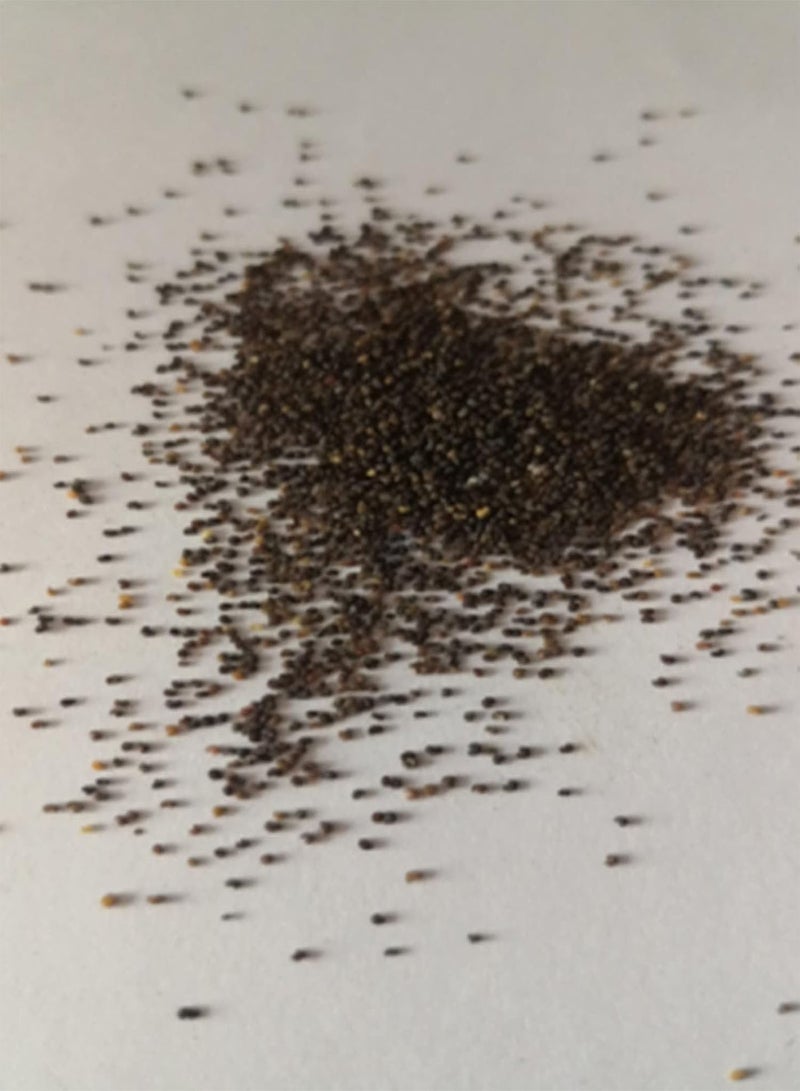 GGOOT Seeds 100Pcs/Bag Flower Seeds Non GMO Quick Germination Fast Growing Petunia Garden Floral Plant Seeds for Outdoor Bonsai Seeds for - Image 3