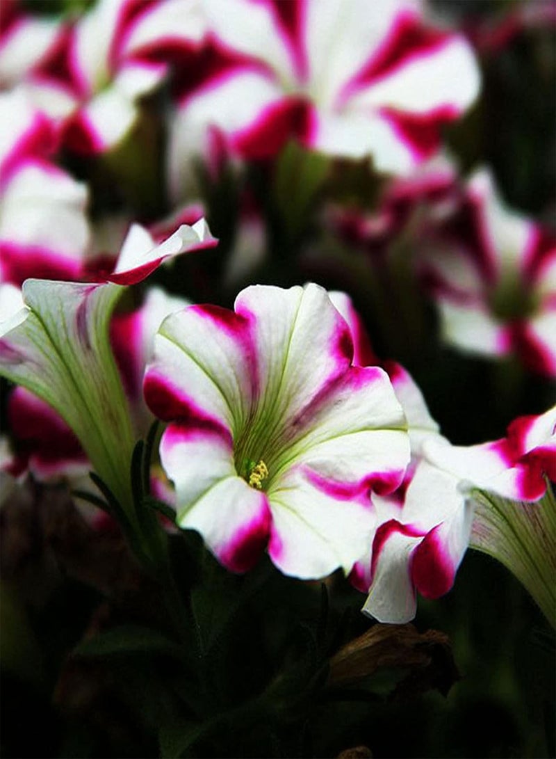 GGOOT Seeds 100Pcs/Bag Flower Seeds Non GMO Quick Germination Fast Growing Petunia Garden Floral Plant Seeds for Outdoor Bonsai Seeds for - Image 4