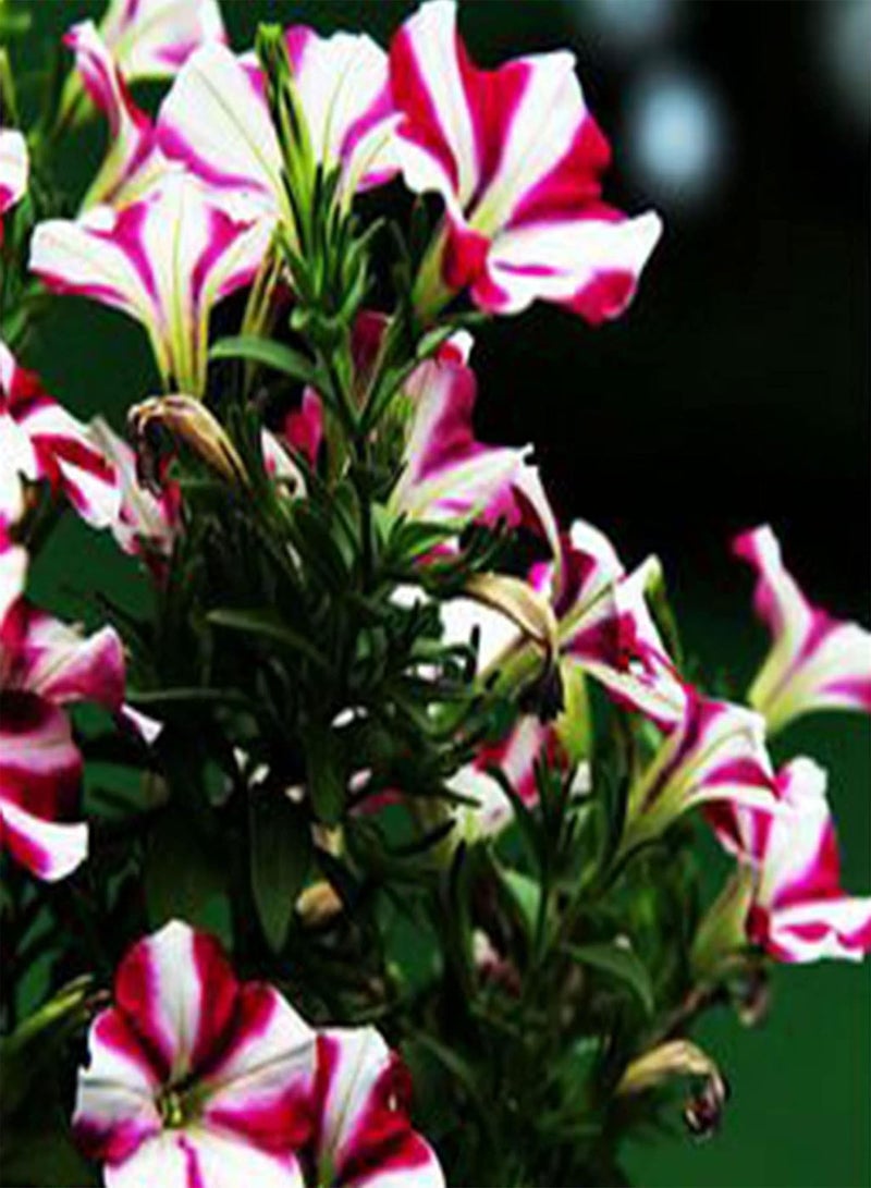 GGOOT Seeds 100Pcs/Bag Flower Seeds Non GMO Quick Germination Fast Growing Petunia Garden Floral Plant Seeds for Outdoor Bonsai Seeds for - Image 1