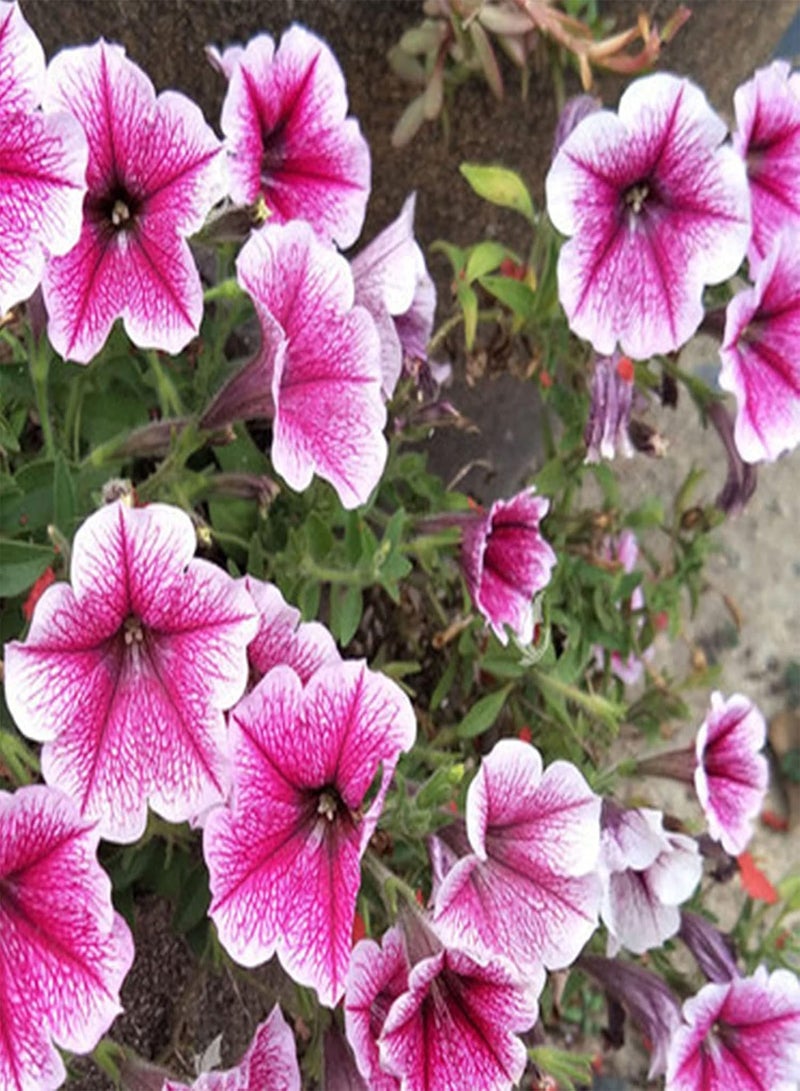 GGOOT Seeds 100Pcs/Bag Flower Seeds Non GMO Quick Germination Fast Growing Petunia Garden Floral Plant Seeds for Outdoor Bonsai Seeds for - Image 2