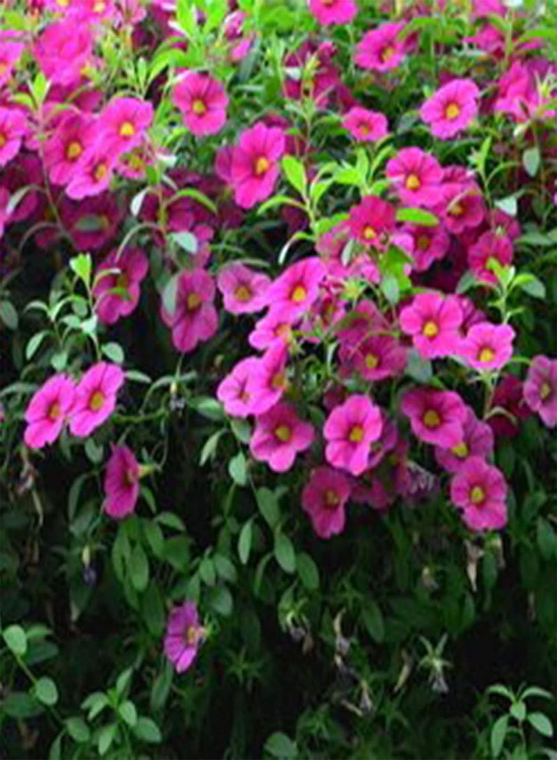 GGOOT Seeds 100Pcs/Bag Flower Seeds Non GMO Quick Germination Fast Growing Petunia Garden Floral Plant Seeds for Outdoor Bonsai Seeds for - Image 5