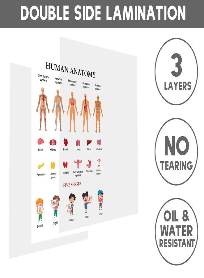 Traceease Educational Poster For Elementary School, Pack Of 25 Large 11 x 17 Inches Laminated Kids Learning Posters USA & World Maps-Solar System- Periodic Table- Math & more - Great for Classroom-6Q - Image 5
