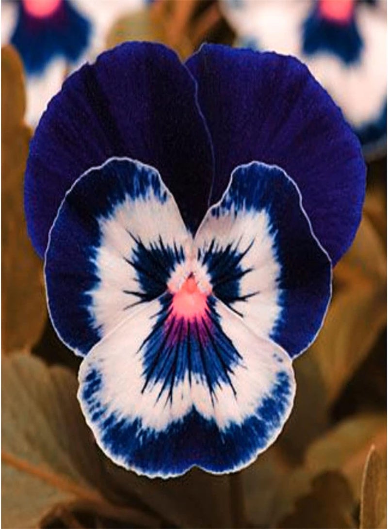 GGOOT Pansy Seeds Fresh Oriental Flower Seeds Garden Seeds Plant Seeds for Garden UK Seeds for Bees-100pcs,A - Image 1
