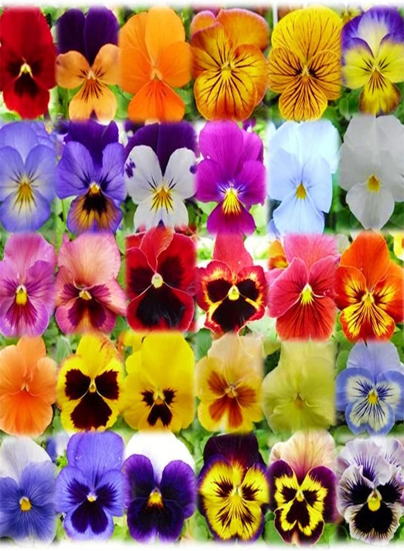 GGOOT Pansy Seeds Fresh Oriental Flower Seeds Garden Seeds Plant Seeds for Garden UK Seeds for Bees-100pcs,A - Image 2