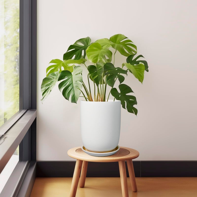 SUNPOTFOR Plant Pot 8 Inch - Ceramic Planter for Indoor Plants Outdoor, Large Plant Pot with Drainage Hole and Saucer, Modern Flower Pot, White - Image 5