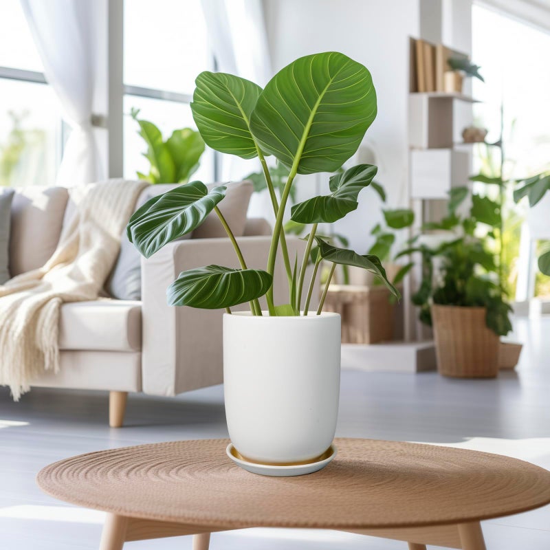 SUNPOTFOR Plant Pot 8 Inch - Ceramic Planter for Indoor Plants Outdoor, Large Plant Pot with Drainage Hole and Saucer, Modern Flower Pot, White - Image 2