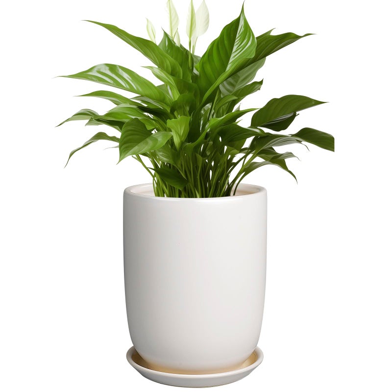 SUNPOTFOR Plant Pot 8 Inch - Ceramic Planter for Indoor Plants Outdoor, Large Plant Pot with Drainage Hole and Saucer, Modern Flower Pot, White - Image 1