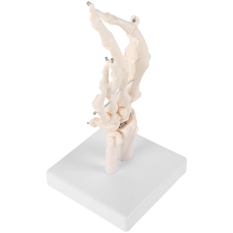 Human Hand Skeleton Model Labs Hand Joint Simulation Model Scientific Tool - Image 1