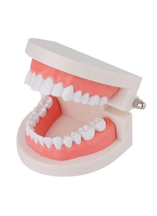 Dental Teeth Model, Adult Standard Typodont Demonstration Denture Model for Teaching, Study, Clean Display for Kids, Education, Patient, No Wisdom Teeth - pzsku/ZCD2D29D591F1A8DB9162Z/45/_/1681099175/e4cb0b15-a62b-4a85-90c1-ef45fd8b7db9