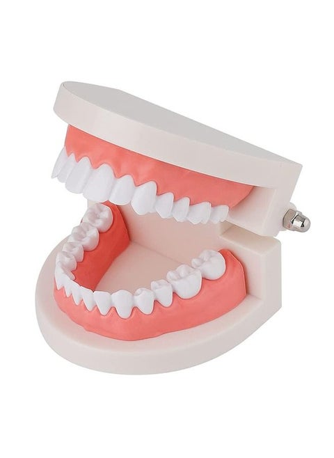 Dental Teeth Model, Adult Standard Typodont Demonstration Denture Model for Teaching, Study, Clean Display for Kids, Education, Patient, No Wisdom Teeth