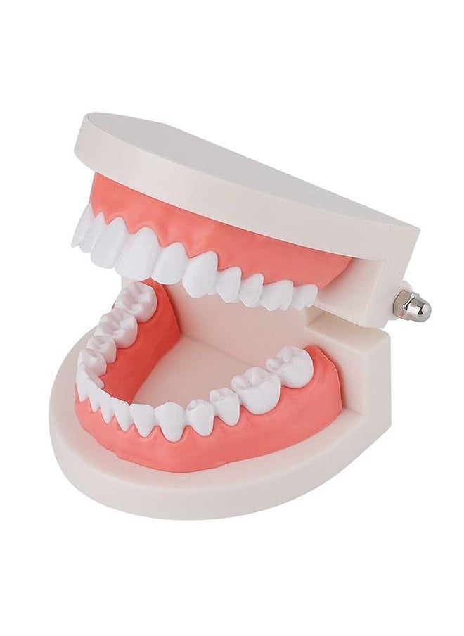 Dental Teeth Model, Adult Standard Typodont Demonstration Denture Model for Teaching, Study, Clean Display for Kids, Education, Patient, No Wisdom Teeth