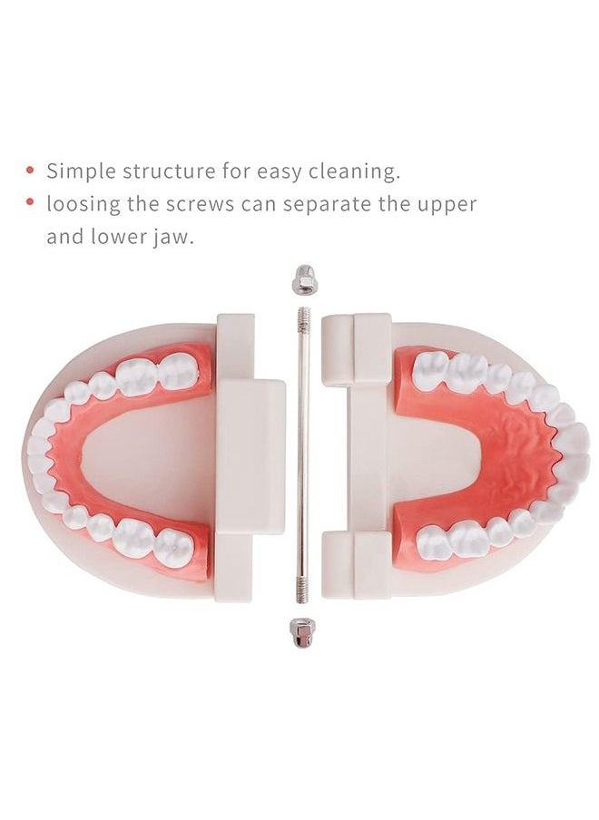 Dental Teeth Model, Adult Standard Typodont Demonstration Denture Model for Teaching, Study, Clean Display for Kids, Education, Patient, No Wisdom Teeth