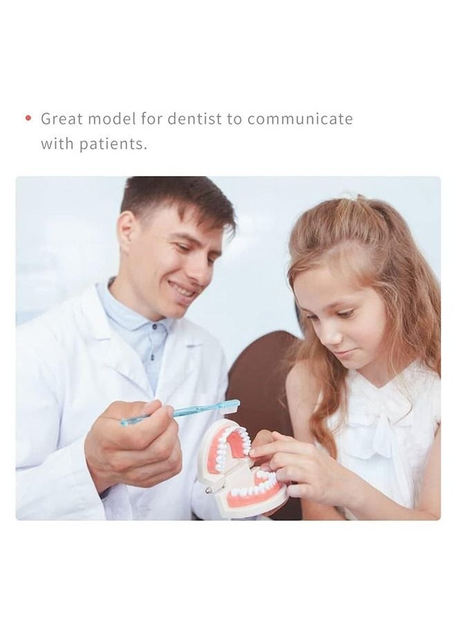 Dental Teeth Model, Adult Standard Typodont Demonstration Denture Model for Teaching, Study, Clean Display for Kids, Education, Patient, No Wisdom Teeth