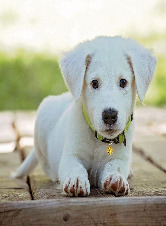 PATIKIL 24 PCS Dog Bell, Mini Cat Bell Small Pet Collar Bells Keychain Cute Bulk Metal Loud Jingle for Dog Collar Charm Pendant Necklace DIY Crafts Christmas Tree Decorations, Green - Image 4