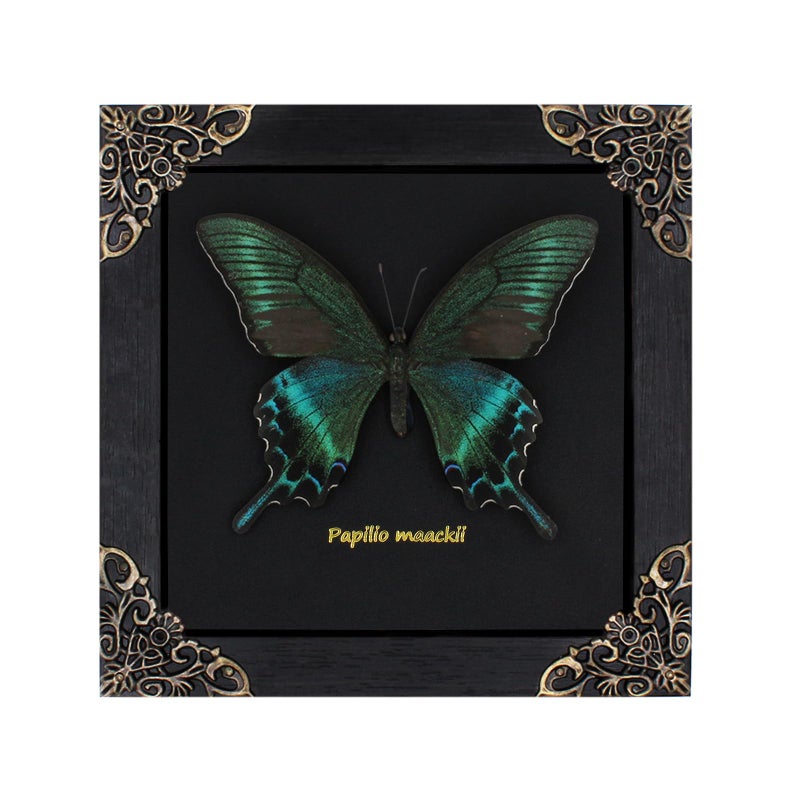 Agaoece Butterfly Framed Decoration Handmade Taxidermy Butterfly Shadow Box Collection Framed Butterfly for Oddities and Curiosities Gifts for Victorian Dark Academia Goth Wall Decor - Image 2