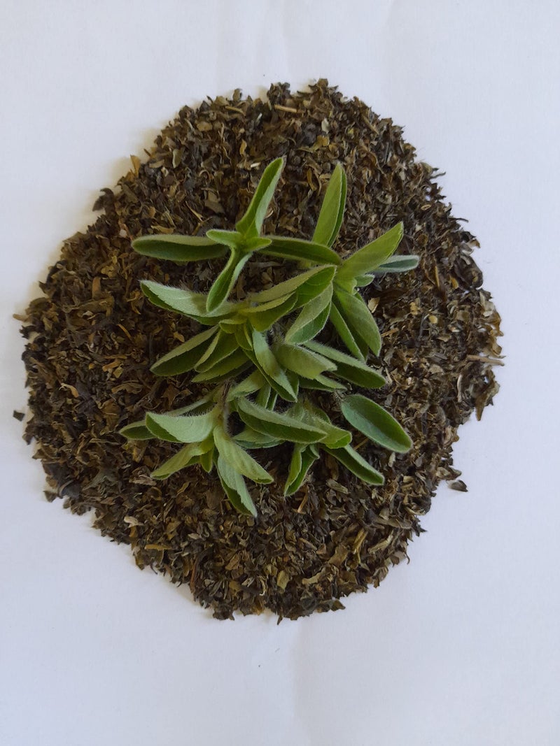 ECOTEAS Organic Tulsi Green Tea (50 grams) - Image 3