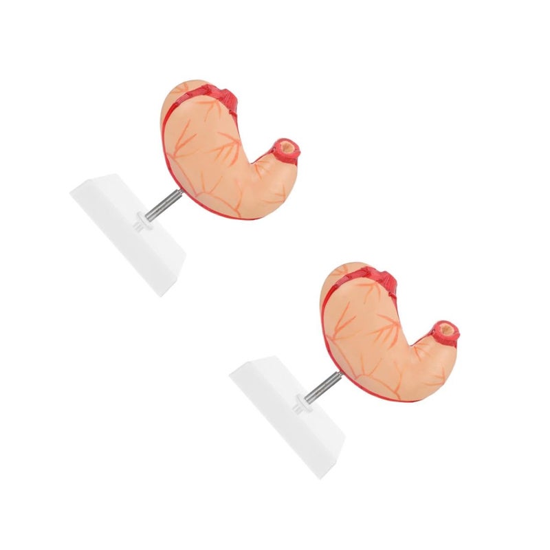 2 Pcs Plastic Human Stomach Anatomy Model for Classroom Teaching and Student Study - Image 1
