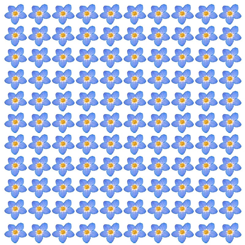 Natural Dried Blue Pressed Flowers 100 Pieces 0 24 0 4 Inch For Resin Jewelry Making - Image 2