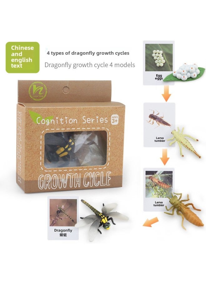 Realistic Simulation Animal Plant Models Toy Collection - Dinosaurs Dragons Unicorns Mermaids Sharks More-Color:PL127-2439 Dragonfly Growth Cycle + Chinese Card + Color Box  - Image 1