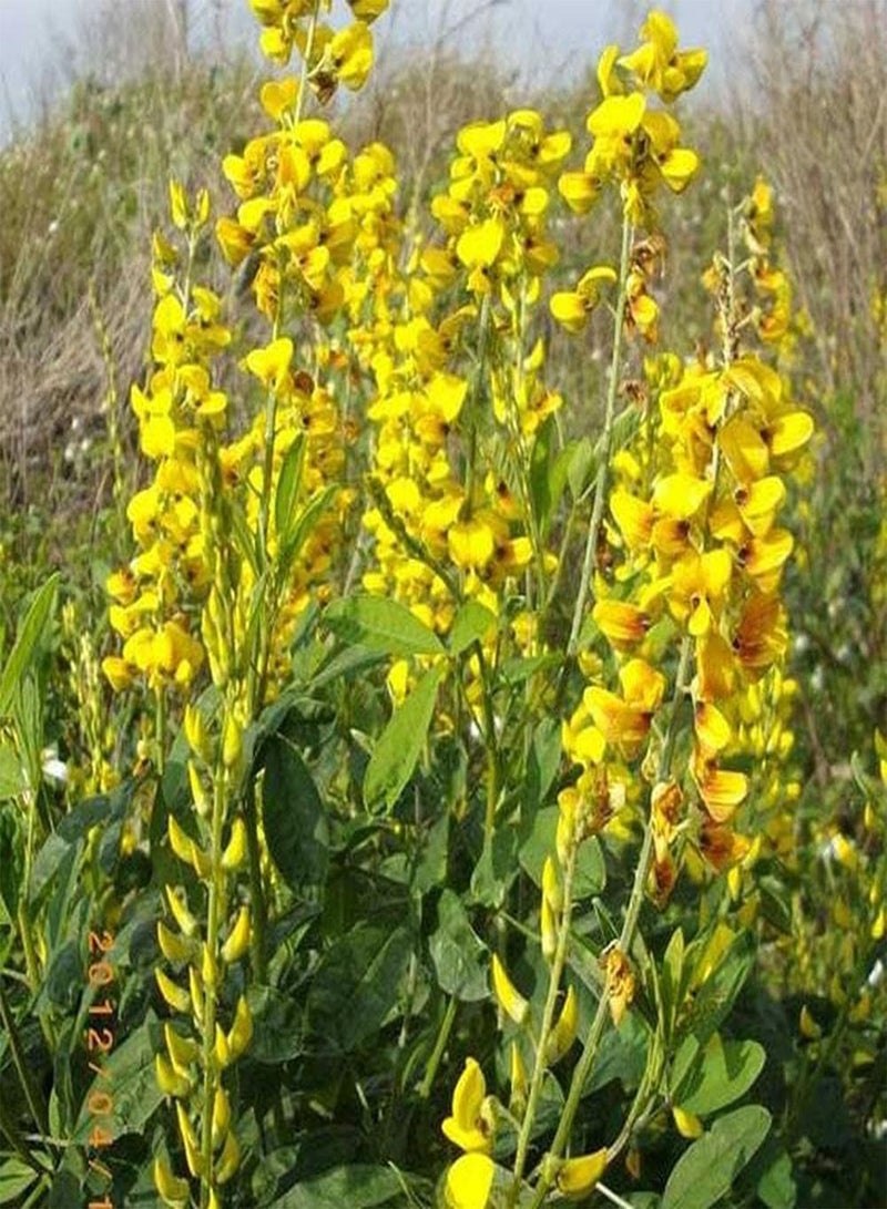 GGOOT 50pcs Crotalaria Seeds Easy to Plant Has Certain Value in The Landscaping of Road Greening and Flower Beds Loved by People - Image 1