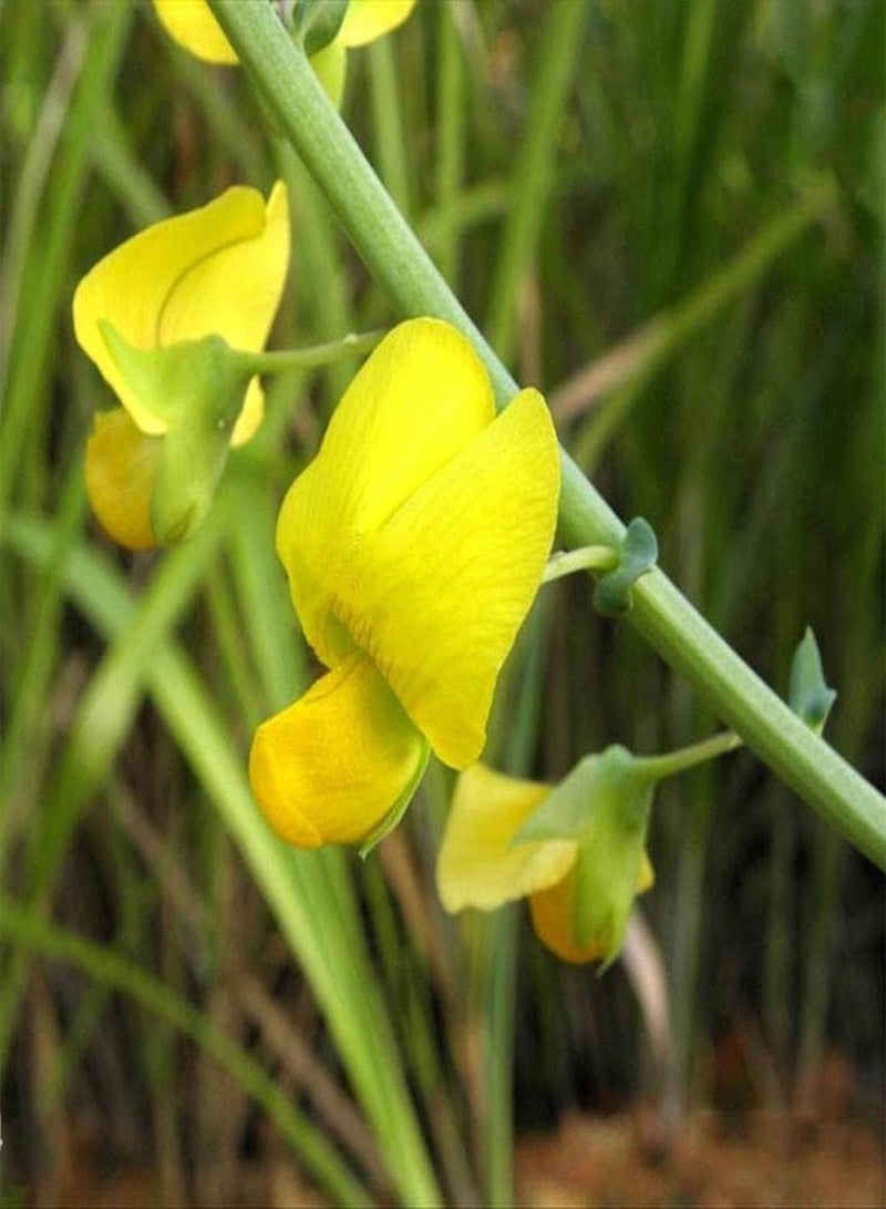 GGOOT 50pcs Crotalaria Seeds Easy to Plant Has Certain Value in The Landscaping of Road Greening and Flower Beds Loved by People - Image 2