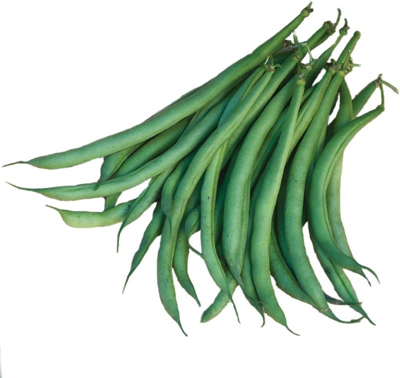 Burpee Filet Triumphe de Farcy Bush Bean Seeds 2 ounces of seed - Image 1
