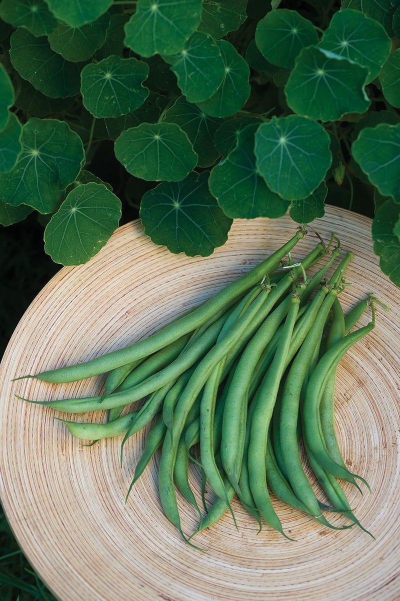 Burpee Filet Triumphe de Farcy Bush Bean Seeds 2 ounces of seed - Image 2