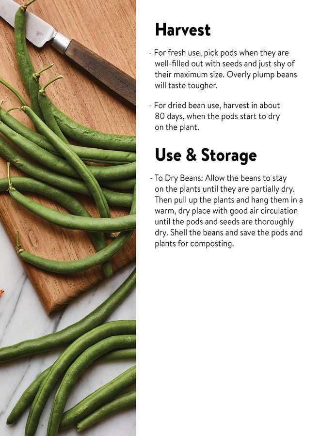 Burpee Early Italian Bush Bean Seeds 2 ounces of seed - Image 4