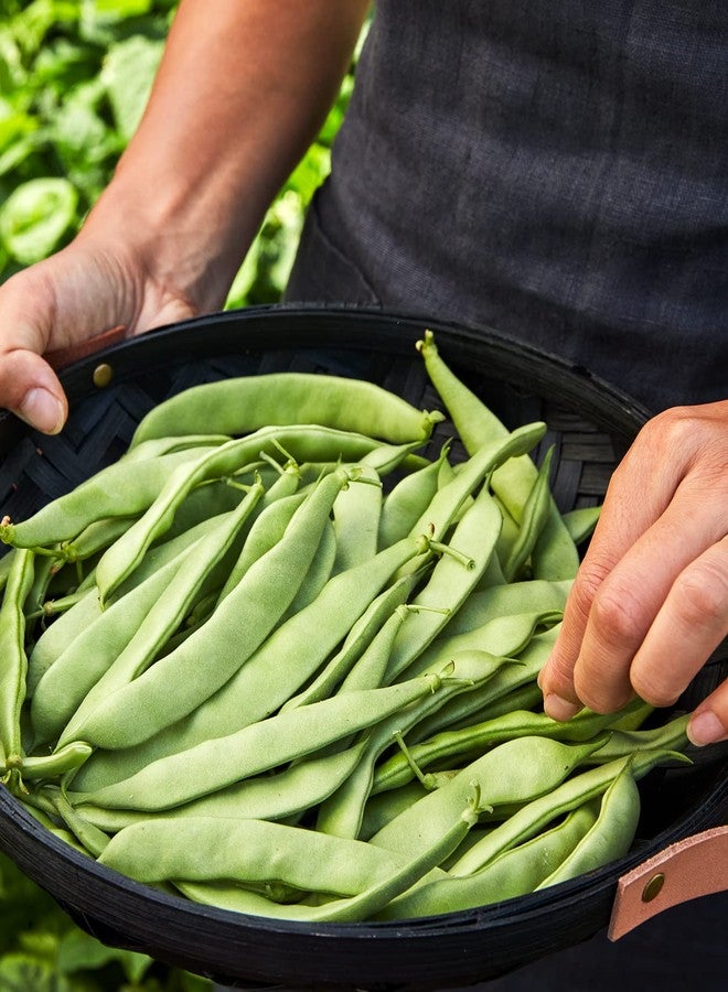 Burpee Early Italian Bush Bean Seeds 2 ounces of seed - Image 5