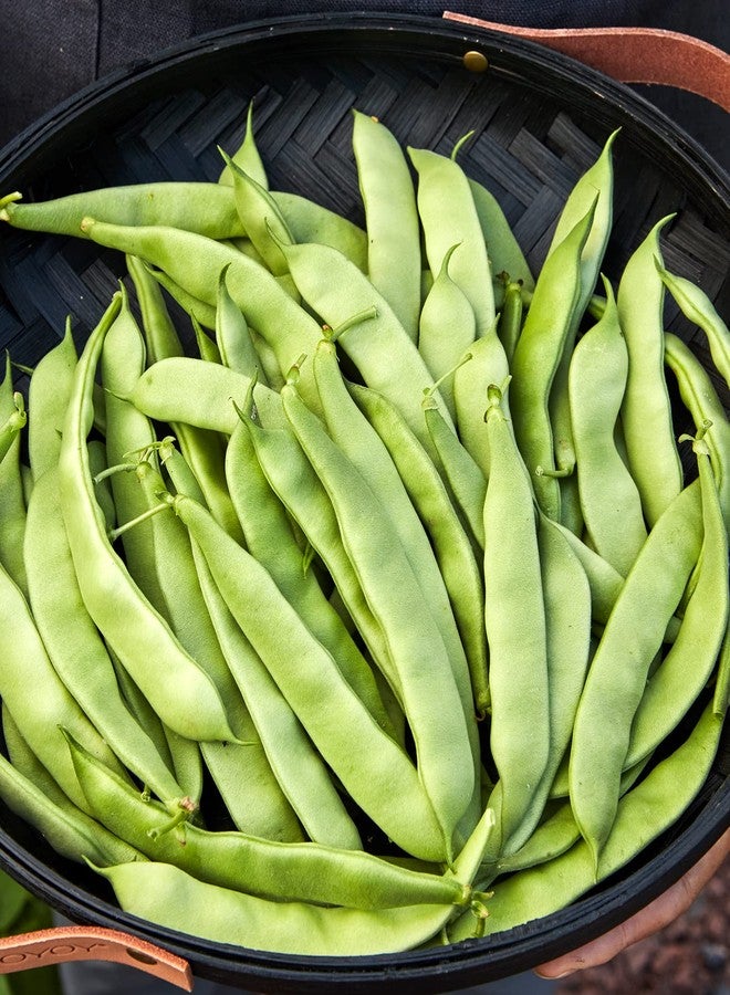 Burpee Early Italian Bush Bean Seeds 2 ounces of seed - Image 1