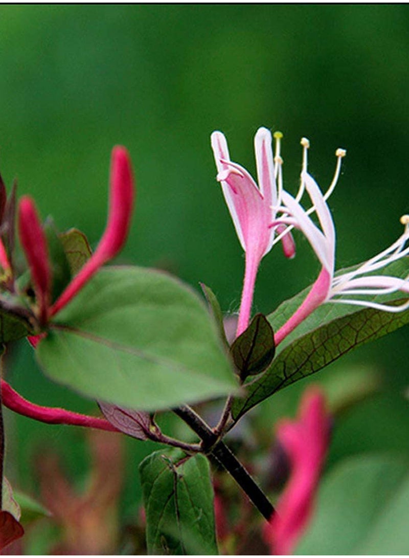 GGOOT 100pcs Honeysuckle Seeds Flower Seeds Green Vegetable Seeds Fruit Seeds Garden Plant Seeds Outdoor Planting Gardening Courtyard Planting  - Image 3