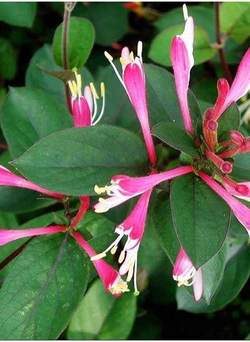 GGOOT 100pcs Honeysuckle Seeds Flower Seeds Green Vegetable Seeds Fruit Seeds Garden Plant Seeds Outdoor Planting Gardening Courtyard Planting  - Image 2