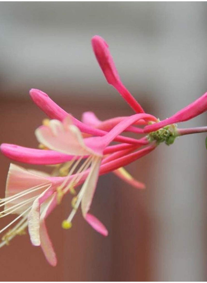 GGOOT 100pcs Honeysuckle Seeds Flower Seeds Green Vegetable Seeds Fruit Seeds Garden Plant Seeds Outdoor Planting Gardening Courtyard Planting  - Image 1