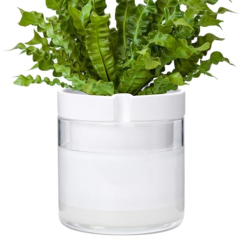 Phoenix Vine 8 Inch Self Watering Planter, White Terracotta Clay Pot with Glass Reservoir for Indoor Plants, Herbs, Flowers, Set of 1, 52-B-H-1 - Image 1