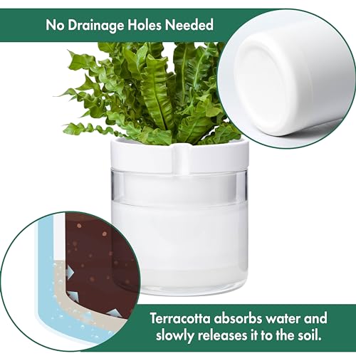 Phoenix Vine 8 Inch Self Watering Planter, White Terracotta Clay Pot with Glass Reservoir for Indoor Plants, Herbs, Flowers, Set of 1, 52-B-H-1 - Image 5