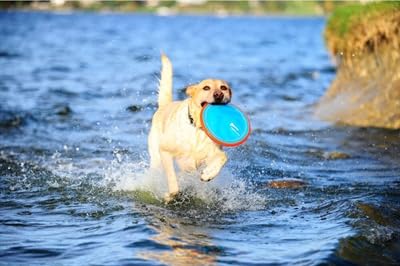 Chuckit! Paraflight Flying Disc Dog Toy - Water Floating Flyer - Durable Nylon Construction with Soft Rubber Edges - For Small and Medium Dogs - Size Small - 6.75" L x 6.75" W - Pack of 1 - Image 2