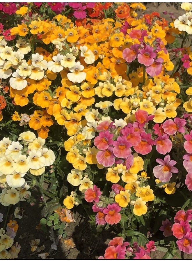 BIOCARVE SEEDS Nemesia Carnival Mix Flower Seeds - Image 3