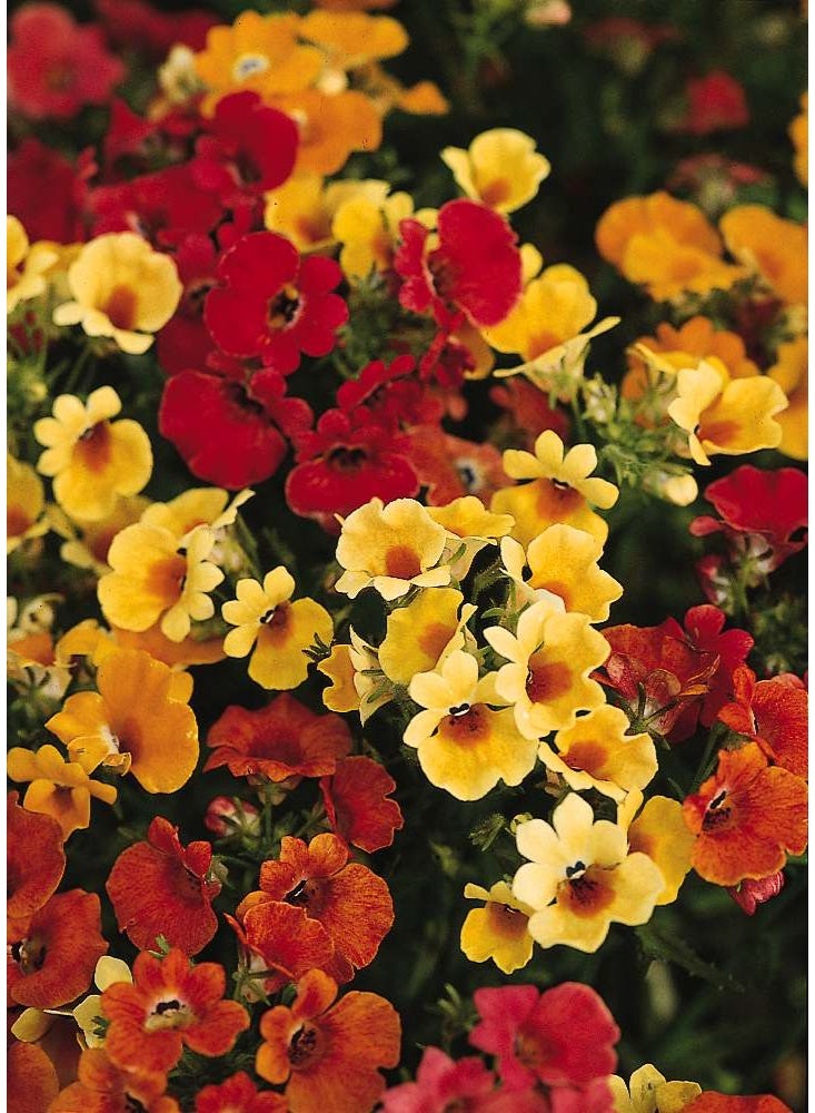 BIOCARVE SEEDS Nemesia Carnival Mix Flower Seeds - Image 2
